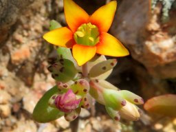 Crassula dichotoma flower