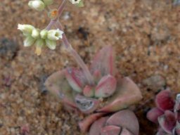 Crassula hybrid 