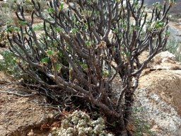 Crassula elegans subsp. elegans under Othonna furcata