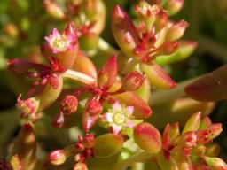 Crassula expansa subsp. expansa flowers
