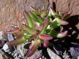 Crassula expansa subsp. expansa young and multicoloured