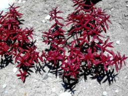 Crassula expansa subsp. filicaulis