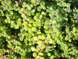 Crassula expansa subsp. fragilis