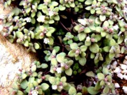 Crassula expansa subsp. fragilis flowering