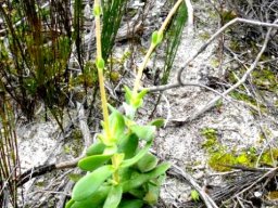 Crassula fallax