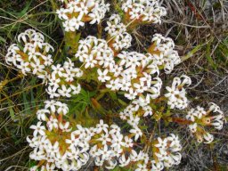 Crassula fascicularis