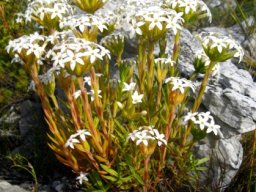 Crassula fascicularis sees the sea