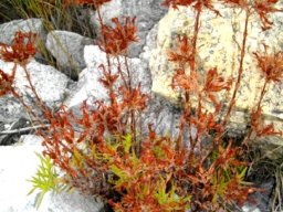 Crassula fascicularis when the carnival is over
