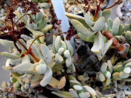 Crassula garibina