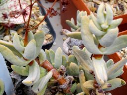 Crassula garibina