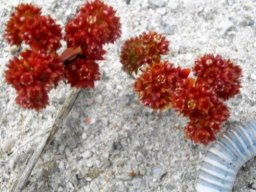 Crassula glomerata flowering in dune sand