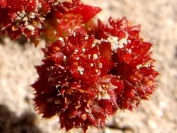 Crassula glomerata flowers