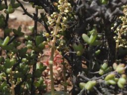 Crassula hemisphaerica flowering