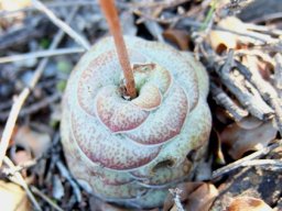 Crassula hemisphaerica or miskoekie