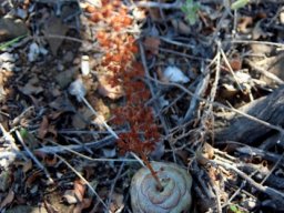 Crassula hemisphaerica