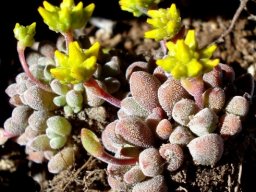 Crassula namaquensis subsp. comptonii