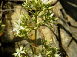 Crassula lactea buds