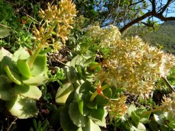 Crassula lactea 