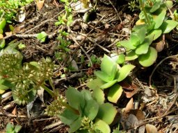 Crassula lactea leaves