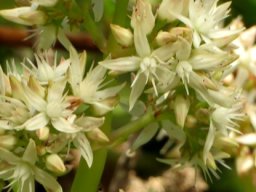 Crassula lactea flowers