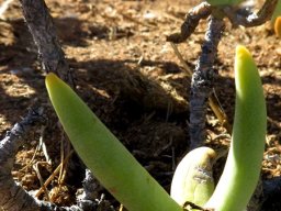 Crassula macowaniana stems