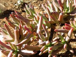 Crassula macowaniana