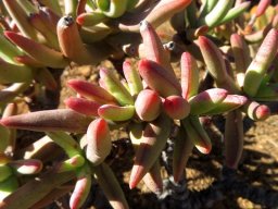 Crassula macowaniana leaves