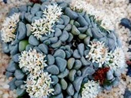 Crassula mesembrianthemopsis