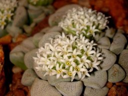 Crassula mesembryanthemopsis flowers