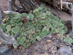 Crassula montana subsp. quadrangularis