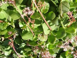 Crassula multicava