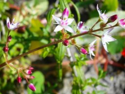 Crassula multicava flowers
