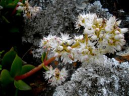 Crassula multicava flowers