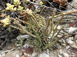 Crassula muscosa in yet other colours