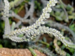 Crassula muscosa many branchlets