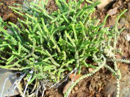 Crassula muscosa