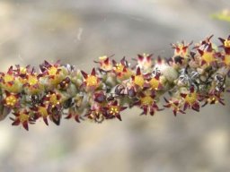 Crassula muscosa var. muscosa peak performance