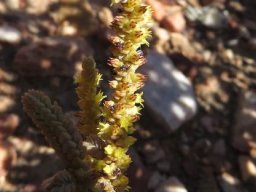Crassula muscosa var. muscosa flowering yellow
