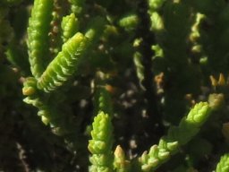 Crassula muscosa var. obtusifolia leaves
