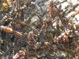 Crassula muscosa var. muscosa