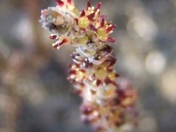 Crassula muscosa var. muscosa flowers