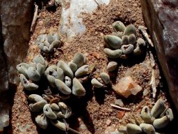 Crassula namaquensis subsp. namaquensis