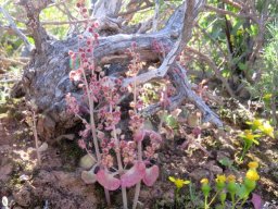 Crassula nemorosa microgarden in the veld