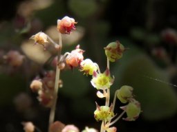 Crassula nemorosa nodding globules