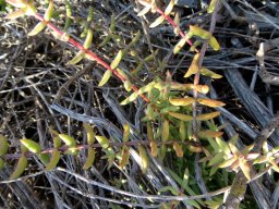 Crassula subaphylla var. subaphylla stems