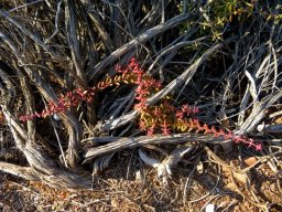 Crassula subaphylla var. subaphylla reaching the light