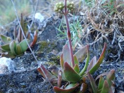 Crassula nudicaulis var. nudicaulis in Bainskloof