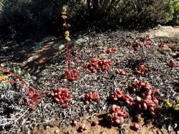 Crassula nudicaulis 