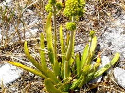 Crassula nudicaulis var. nudicaulis