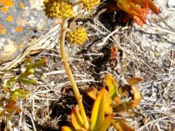 Crassula nudicaulis var. nudicaulis